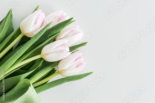 Fototapeta Naklejka Na Ścianę i Meble -  light pink tulips isolated on white with copy space, wedding flowers background concept