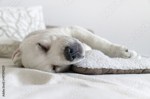 Junge schlafender labrador retriever welpe wacht auf © manushot