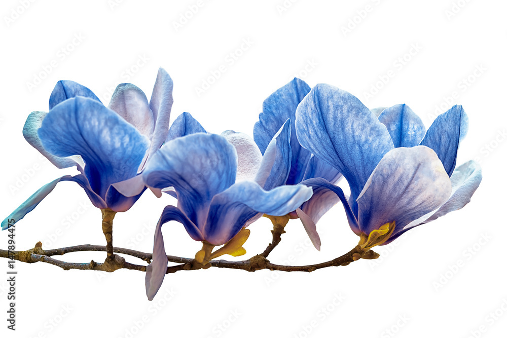 Obraz premium Magnolia flower blossom isolated on white