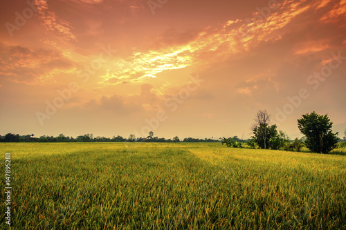 Landscap of rice field and sun set