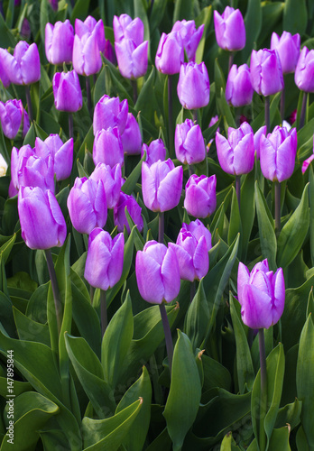 Purple tulips. Spring landscape. field of tulips. tulips flowers.