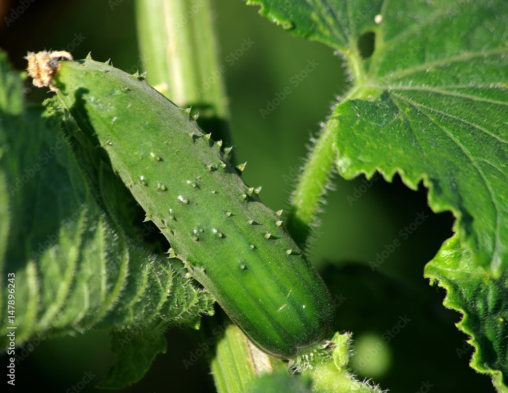 culture au potager cornichon Stock Photo Adobe Stock