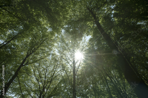 Trees with backlight sun