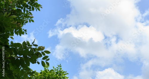 Leaves with beautiful sky