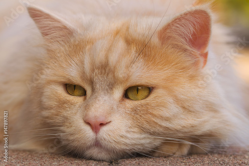 Portrait of a sulking Maine Coon cat