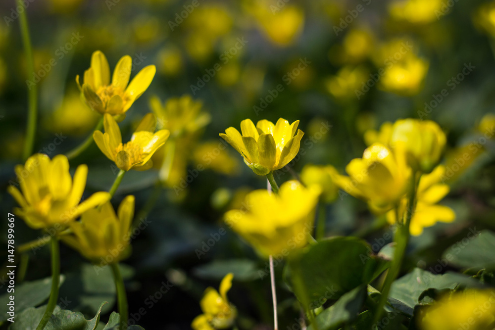 Buttercup yellow flower blooming in the spring in the woods Buttercup yellow flower blooming in the spring in the woods