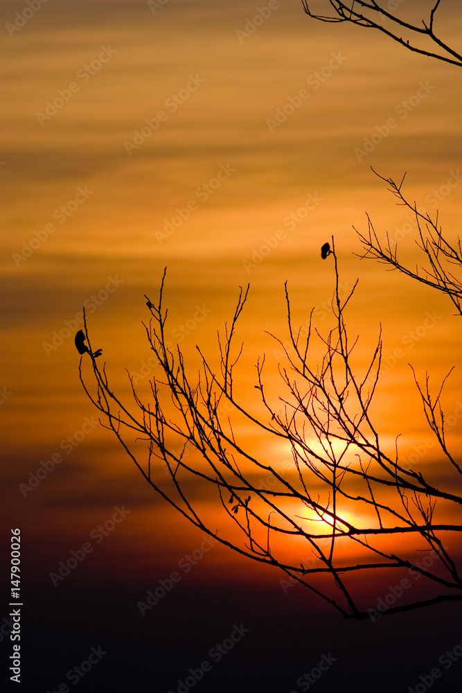Obraz premium Silhouette of tree branches with sunset sky