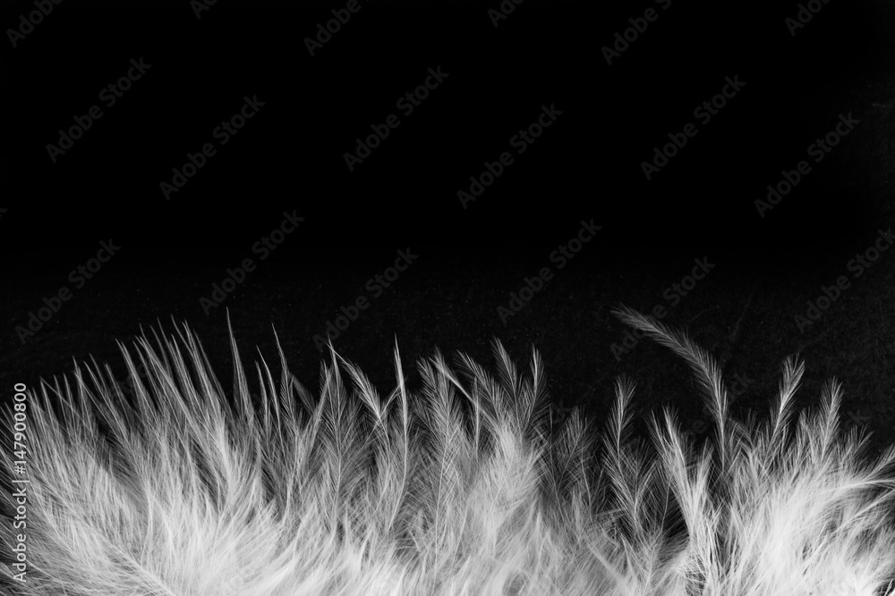 Abstract feathers