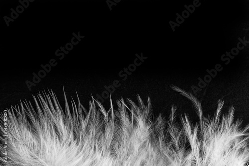 Obraz na płótnie Abstract feathers w salonie