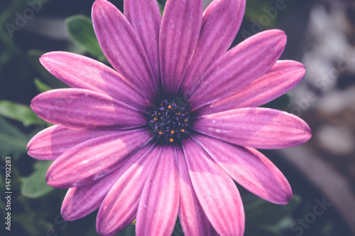 purple cape marguerite flower  dimorphotheca ecklonis