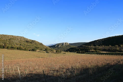 Vigne dans les Corbières, Aude en Occitanie, France