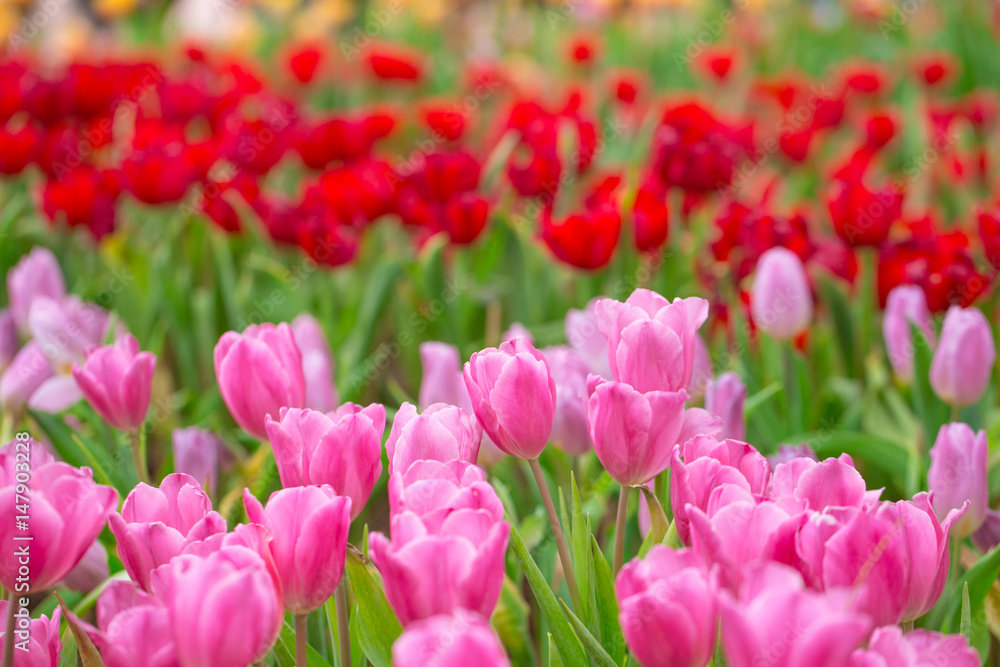pink tulip flower field for background or nature postcard.