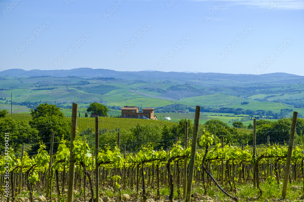 Vineyards in the countryside of Tuscany Italy