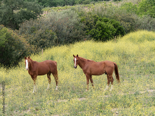 Dos caballos marrones de lado