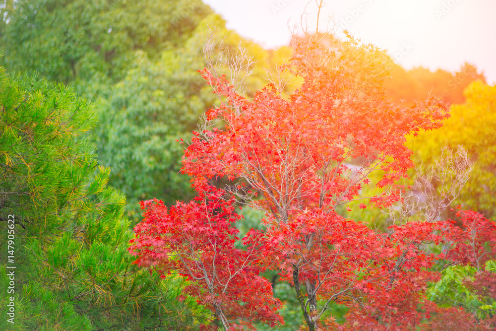 Japan red maple. Color of Nature Autumn Season. Japanese colorful tree.