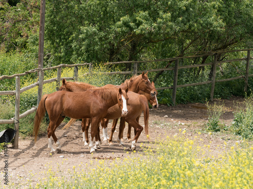 Grupo de caballos marrones en recinto cercado al aire libre