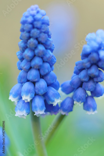 Inflorescence murine hyacinth in vsennem forest, macro.