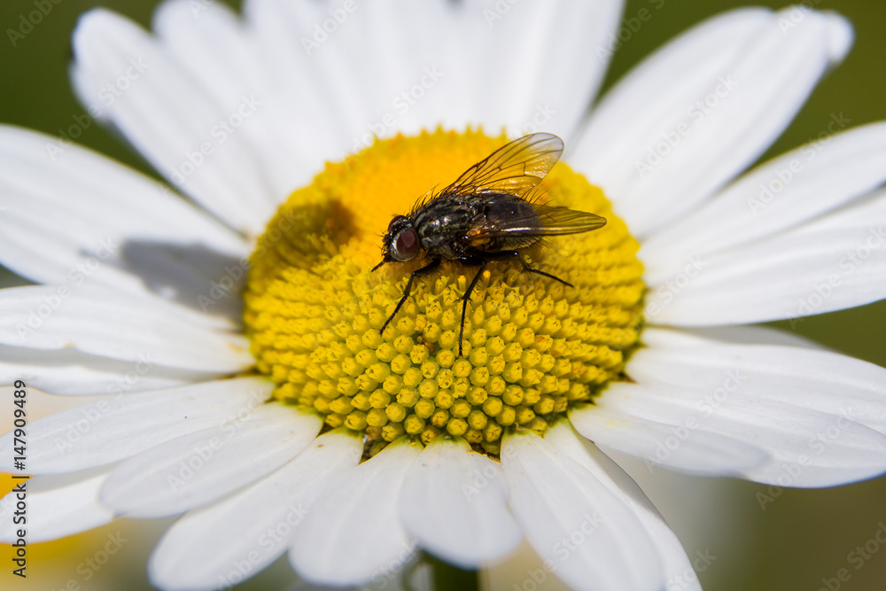 Obraz premium Magerwiesen Margerite