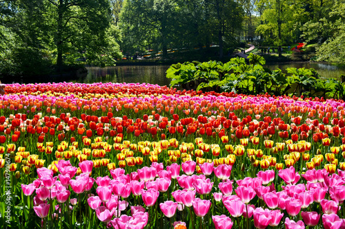 Colorful tulips in the Keukenhof garden, Netherlands.