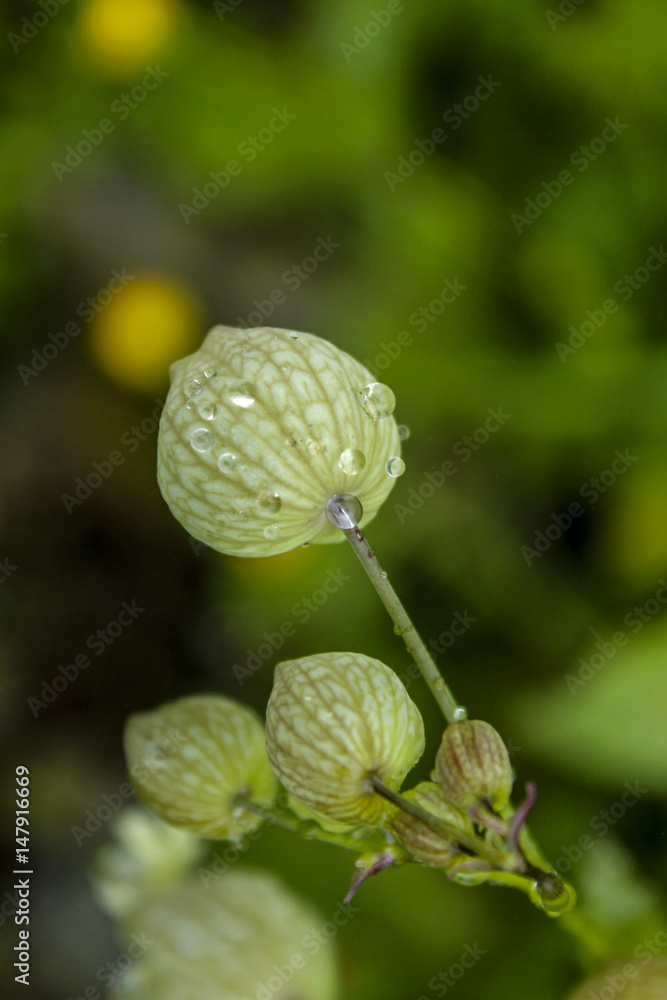 green plant and rain drops, macro green plant and rain drops, macro