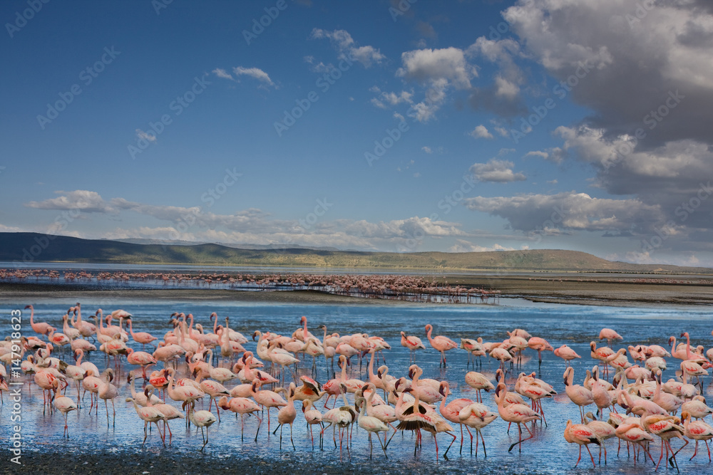 Fototapeta premium Fenicotteri rosa