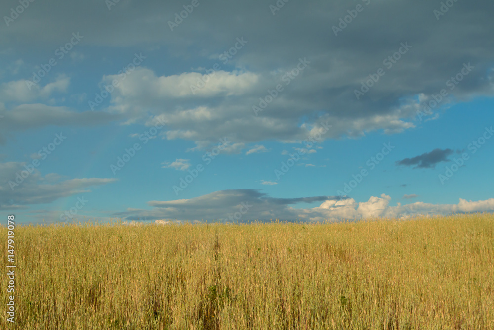 Beautiful wheat field with a blue sky