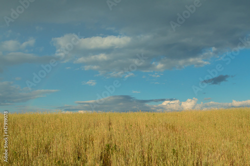 Beautiful wheat field with a blue sky