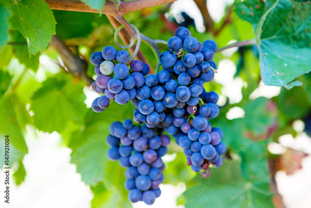 Naklejka premium Blue Grapes ready to harvest made by a vintner in an established winery.