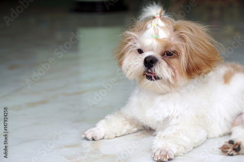 Cute Dog - Shih tzu puppy sit down and looking something. © Thaweerat