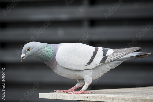 full body of speed racing pigeon bird
