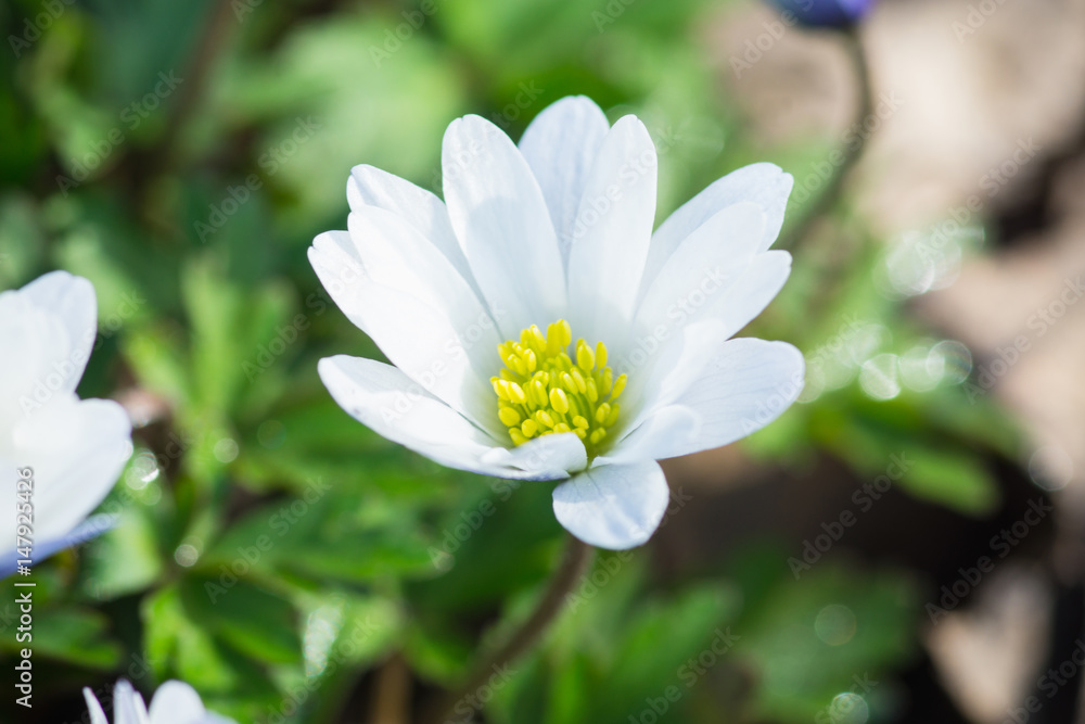 Anemone flower in the garden. Selective focus. Anemone flower in the garden. Selective focus.