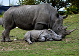 Rhinocéros duo 