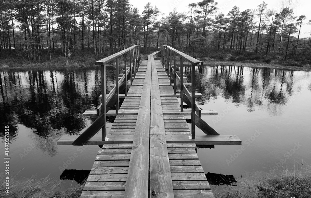 Nature hiking trail over wetlands