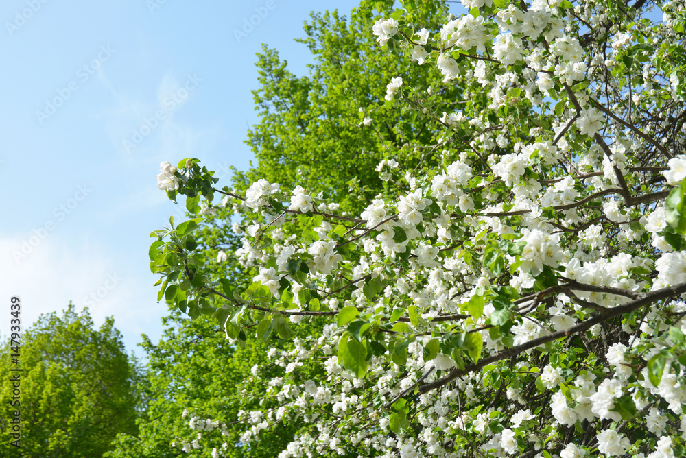 Blooming apple tree flowers in springtime. Blossoming apple tree. Blooming apple tree flowers in springtime. Blossoming apple tree.