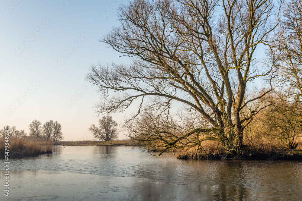 Bare tree with irregular branches at the edge of the water