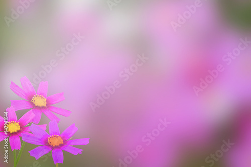 flower background