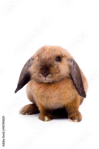 Lop-eared rabbit sitting 
