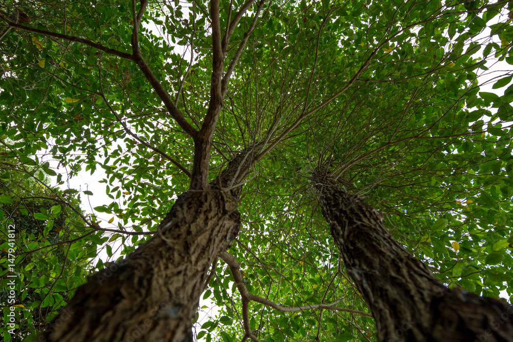 Fototapeta premium Into the forest. Nature composition.