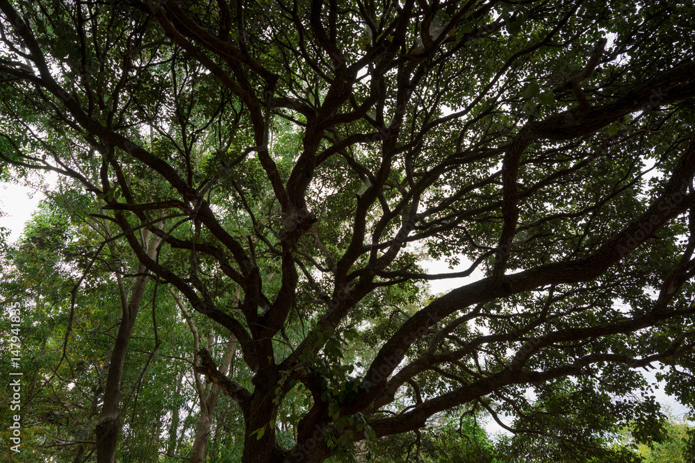 Into the forest. Nature composition.