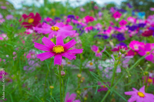 flower background