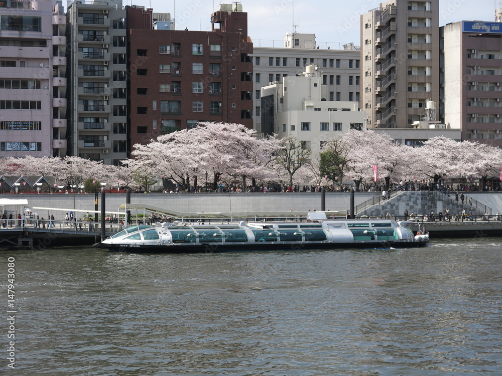 Naklejka premium 桜が咲く春の隅田公園と浅草乗船場の水上バス
