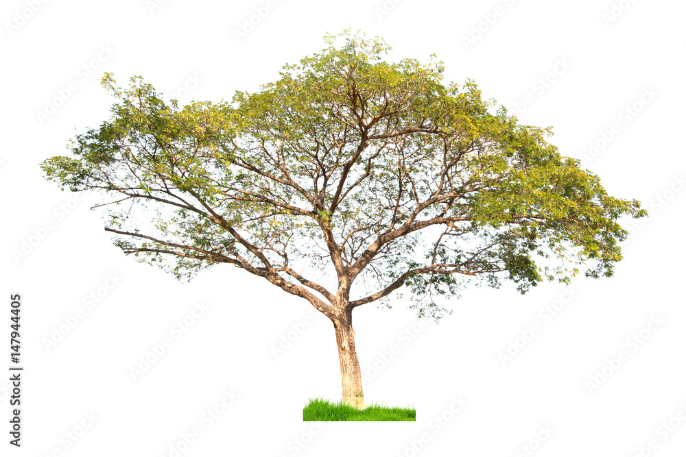 Obraz premium Tree on white 