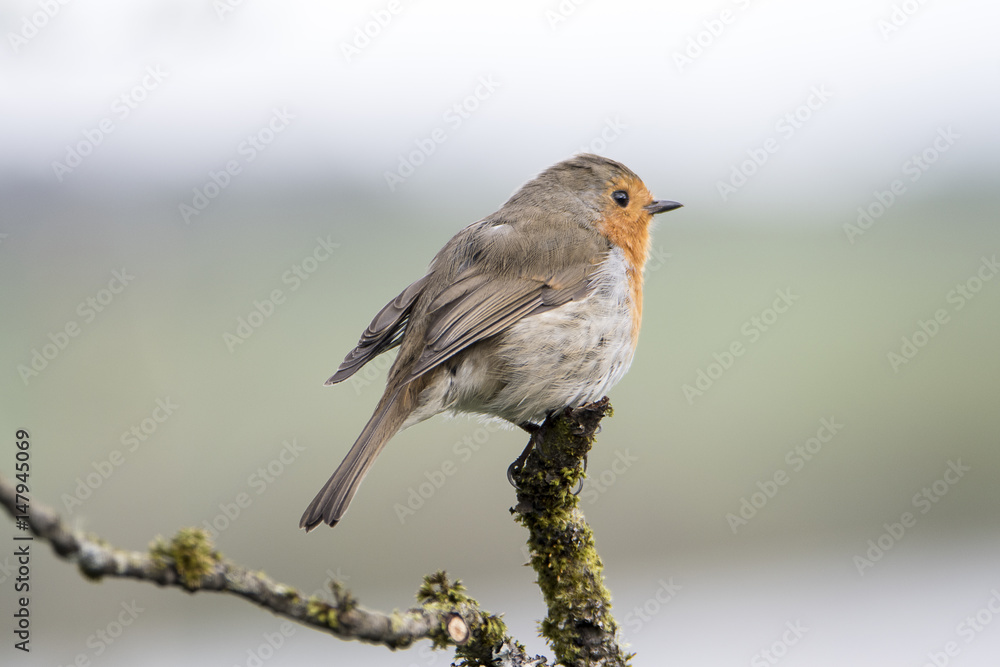 Robin Robin