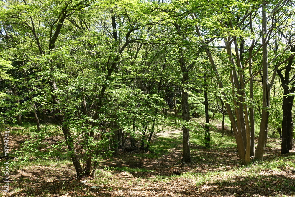 多摩の新緑