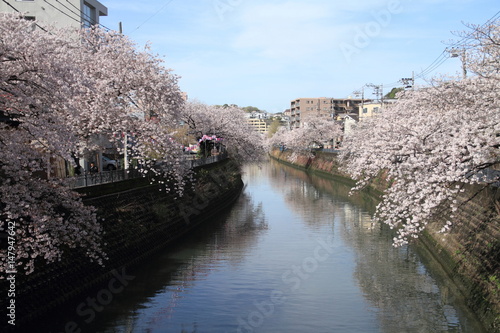 row of cherry blossom trees along Ooka river, Yokohama, Japan photo