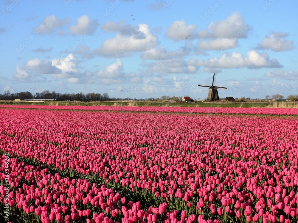a pink tulip field and a windmill