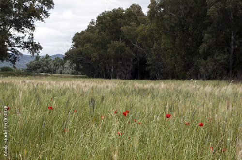 Paisaje con amapolas