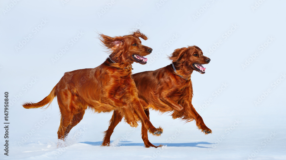Two Red Irish Setters are running over white snow in winter.