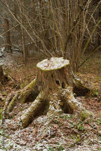 Beautiful Old Tree Stump With Snow In Spring Forest.