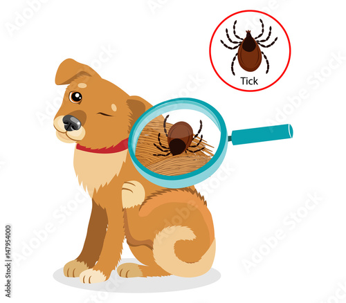 Dog Parasites. Tick On Dog In The Fur As A Close Up Magnification Vector. Spread Of Infection. Pet Veterinary Medicine Vector.